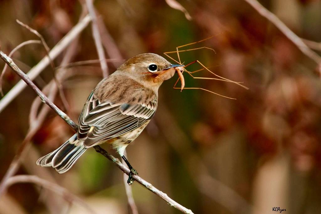 Yellow-rumped Warbler by Kelly Colgan Azar is licensed under CC BY-ND 2.0.